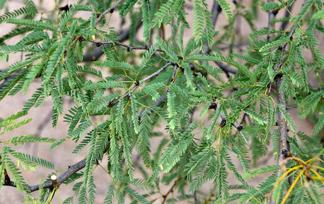 Prosopis juliflora, Mesquite Prosopis juliflora, Mesquite